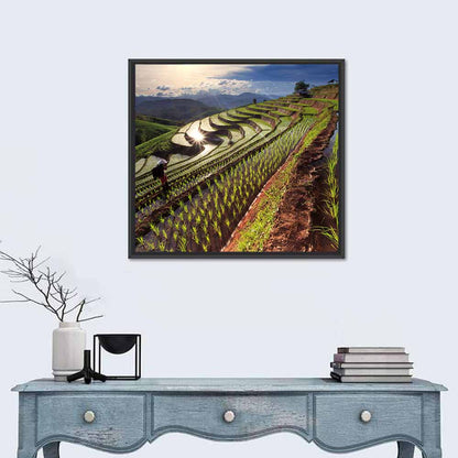 Chiang Mai Rice Terraces at Sunset Wall Art
