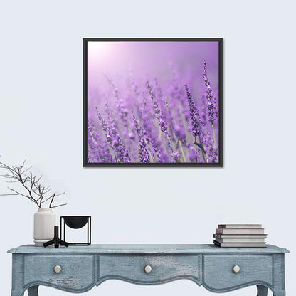 Sunlit Lavender Field Wall Art