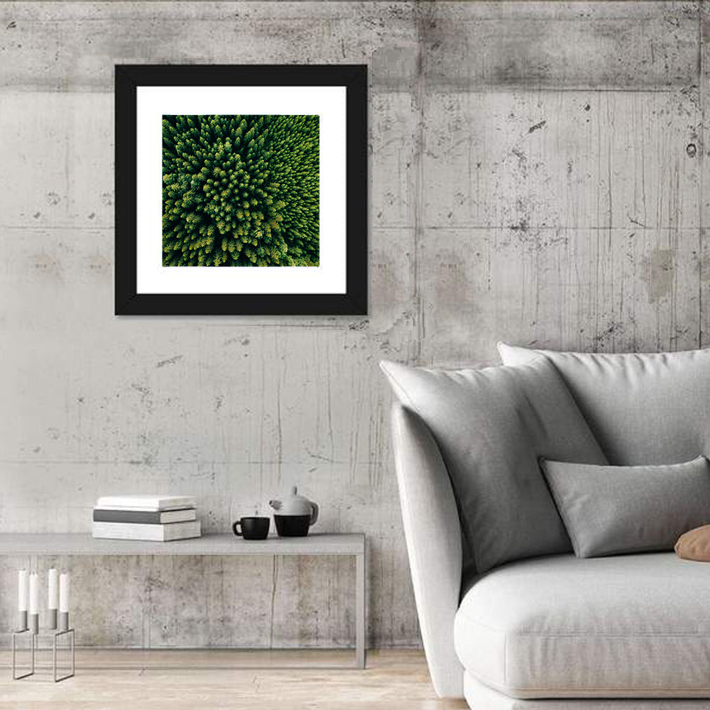 Aerial Conifer Canopy Wall Art