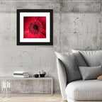 Red Gerbera Daisy Macro Close Up Wall Art