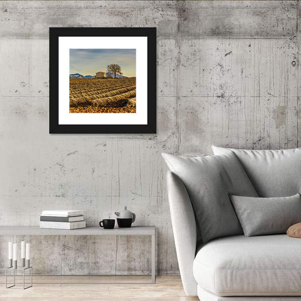 Rustic Provence Lavender Rows at Golden Hour Wall Art
