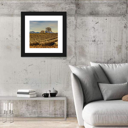 Rustic Provence Lavender Rows at Golden Hour Wall Art