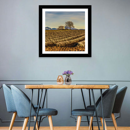 Rustic Provence Lavender Rows at Golden Hour Wall Art