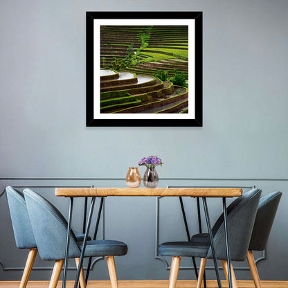 Lush Rice Terraces Wall Art