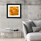 Yellow Rose Close-up Wall Art