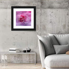 Ethereal Pink Rose Bloom Wall Art