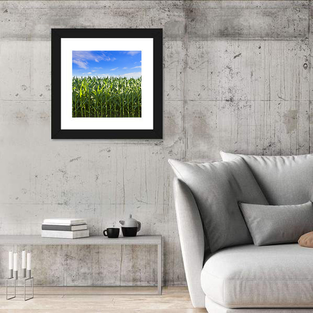 Green Corn Field Wall Art in a room, square