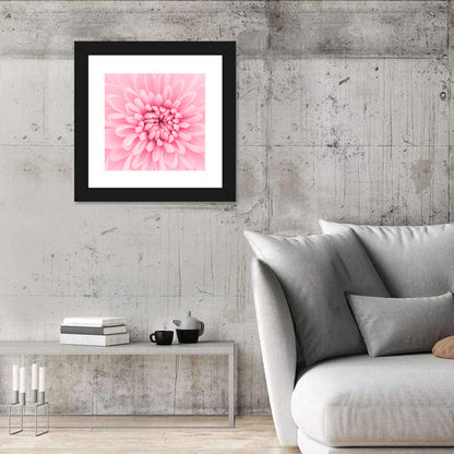 Pink Chrysanthemum Close-up Wall Art