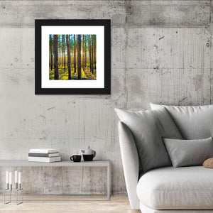 Scots Pine Forest Wall Art