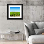 Sunlit Vineyard Rows Wall Art