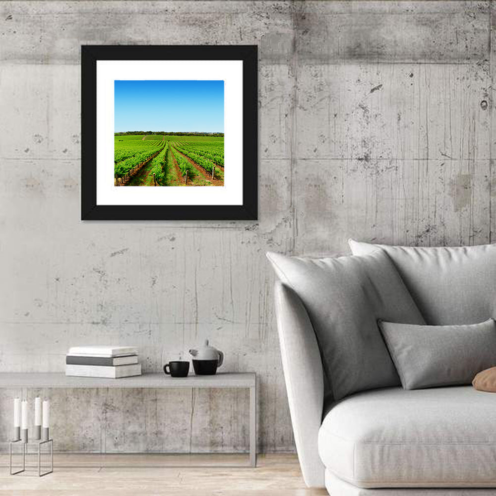 Sunlit Vineyard Rows Wall Art