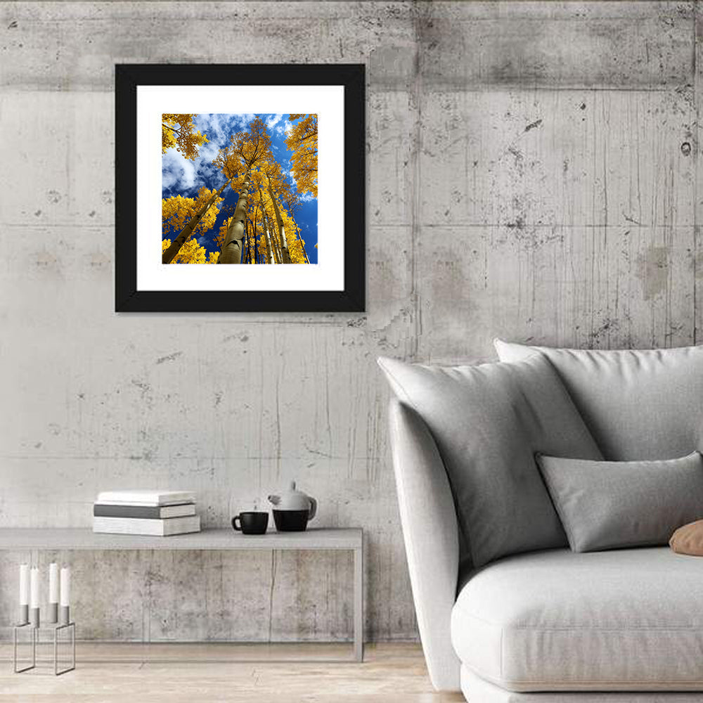 Golden Aspen Canopy View Wall Art