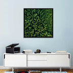 Aerial Conifer Canopy Wall Art