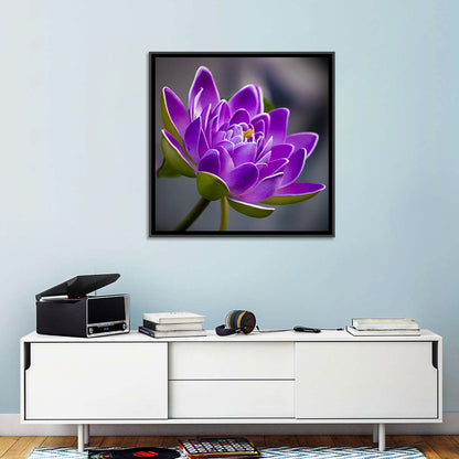 Purple Water Lily Close-up Wall Art