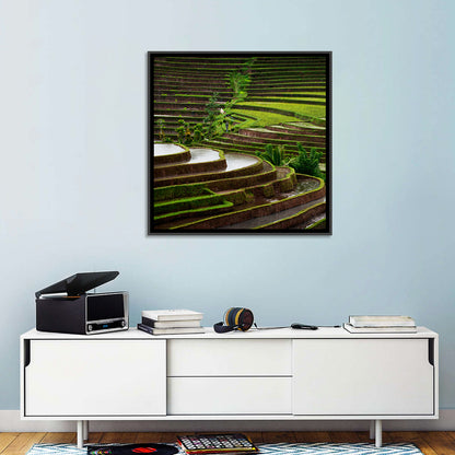 Lush Rice Terraces Wall Art