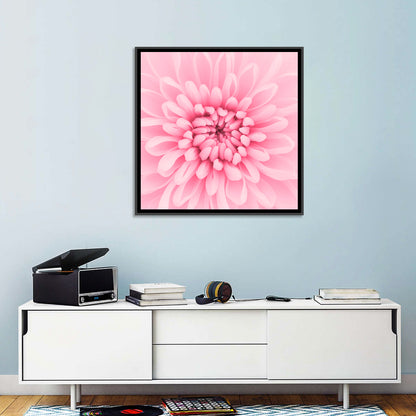 Pink Chrysanthemum Close-up Wall Art