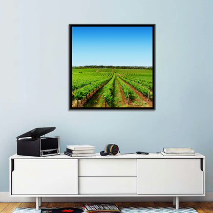 Sunlit Vineyard Rows Wall Art