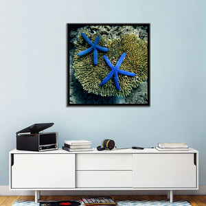 Blue Starfish Wall Art