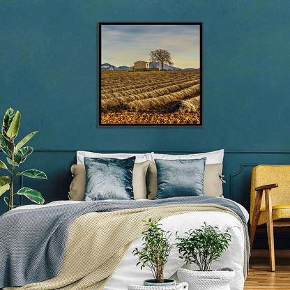 Rustic Provence Lavender Rows at Golden Hour Wall Art
