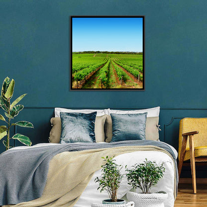 Sunlit Vineyard Rows Wall Art