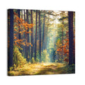 Sunlit Autumn Pine Forest Wall Art