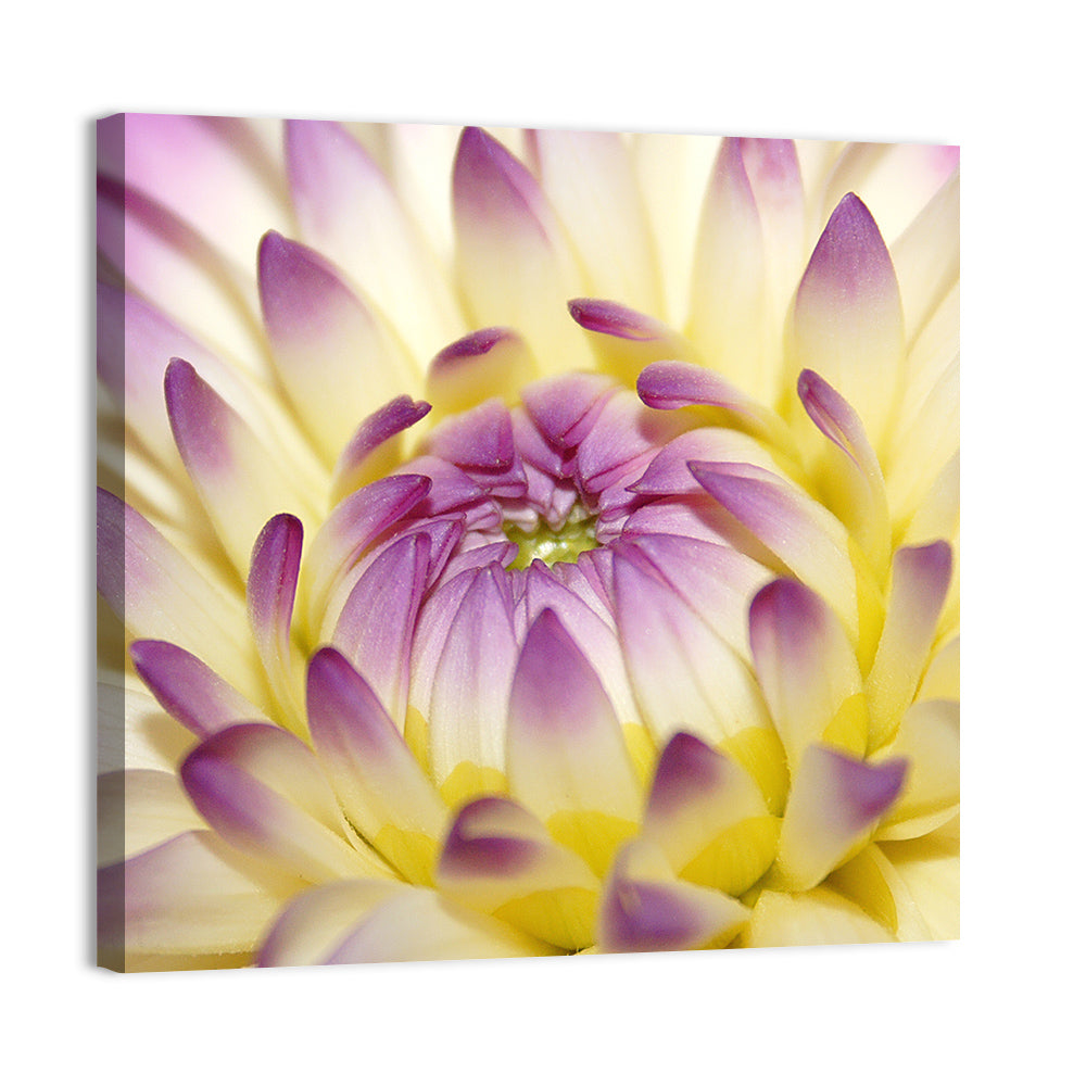 Dahlia Macro Portrait Wall Art