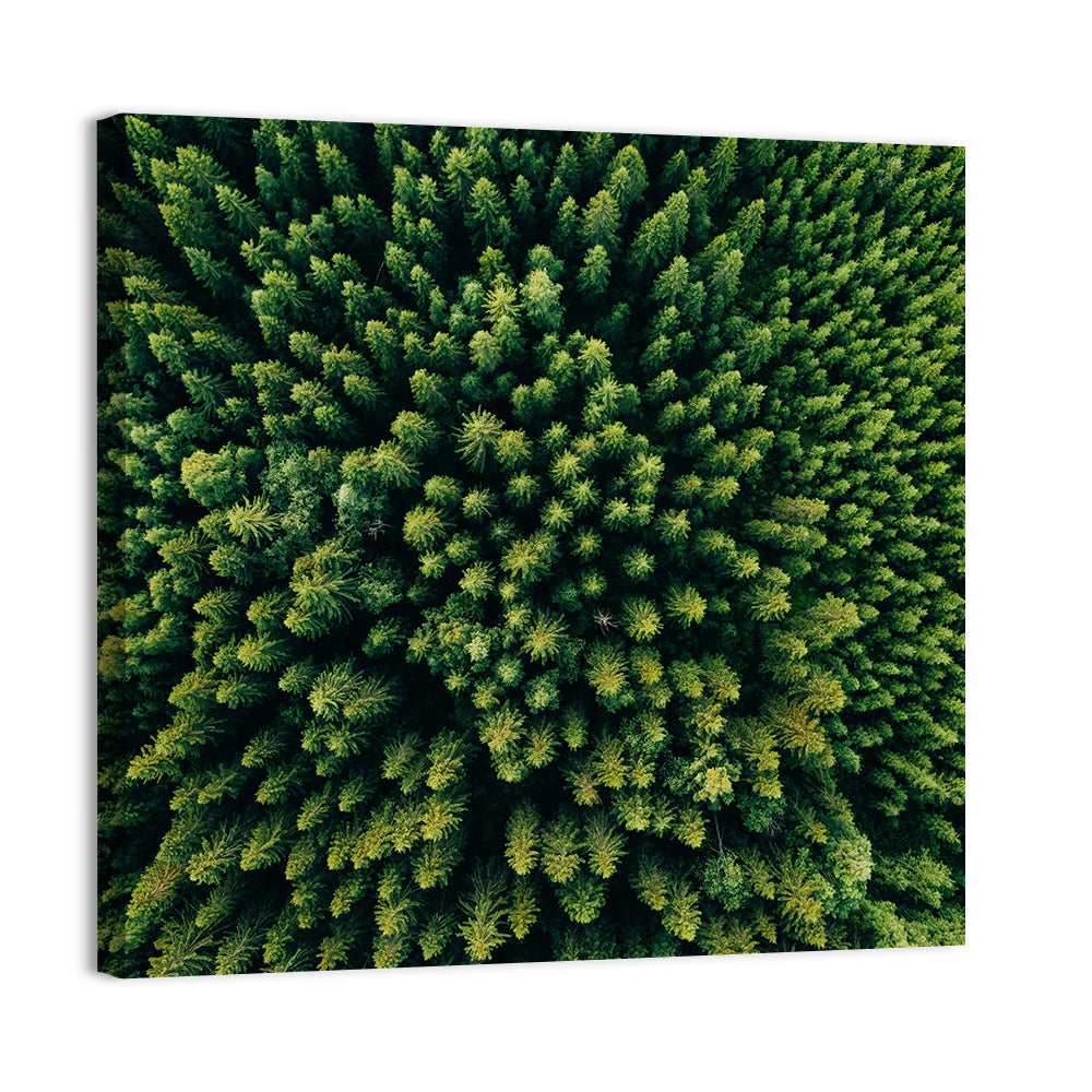 Aerial Conifer Canopy Wall Art