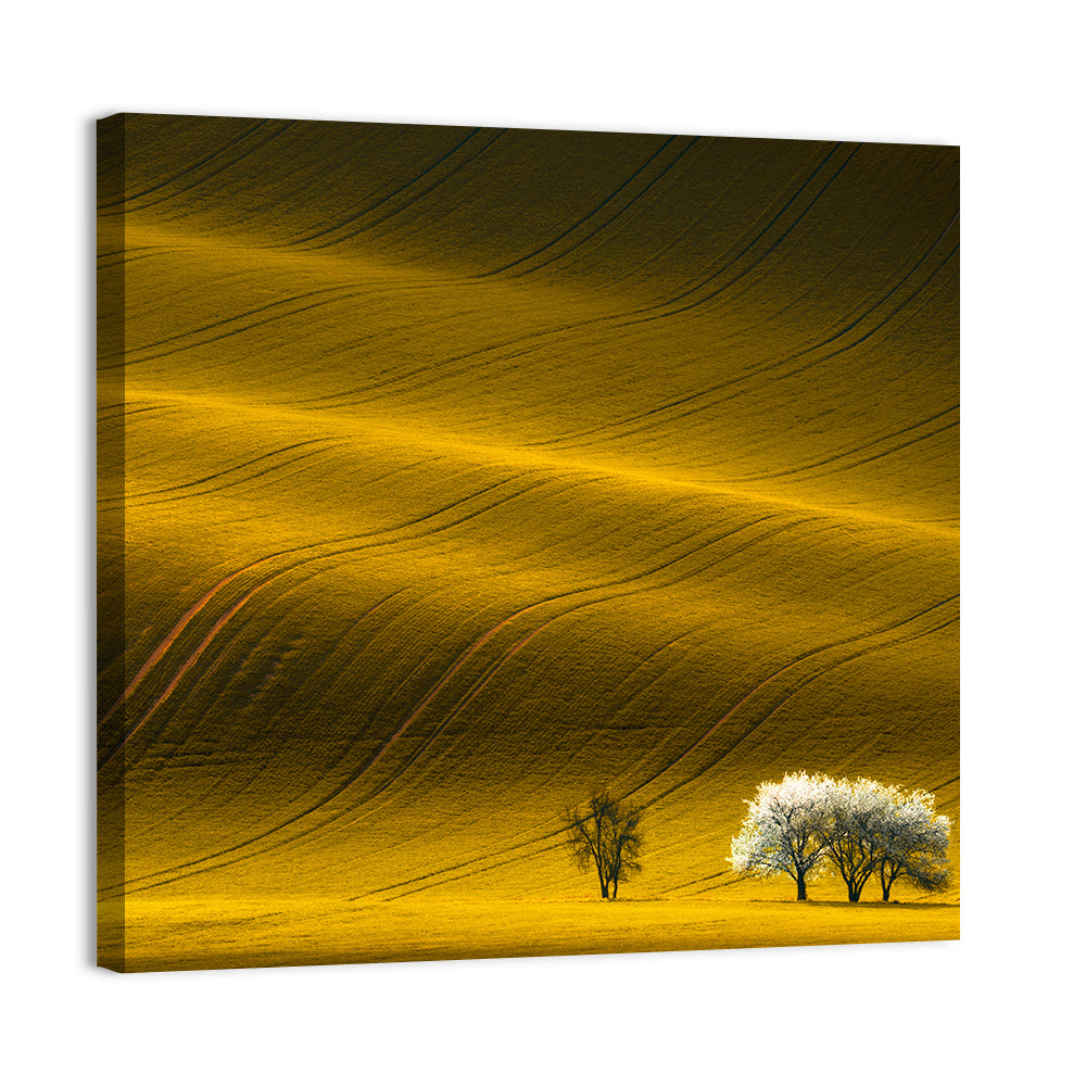 Golden Hour Rapeseed Field Wall Art
