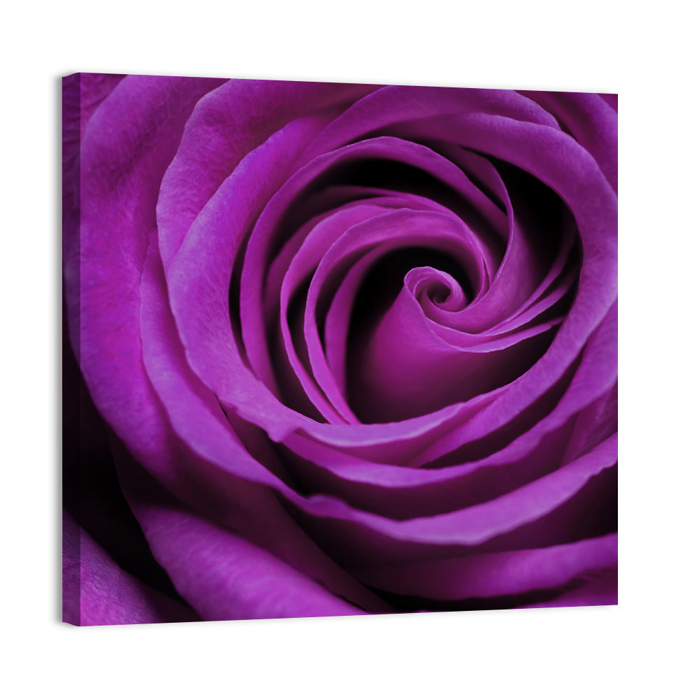 Purple Rose Close-up Wall Art