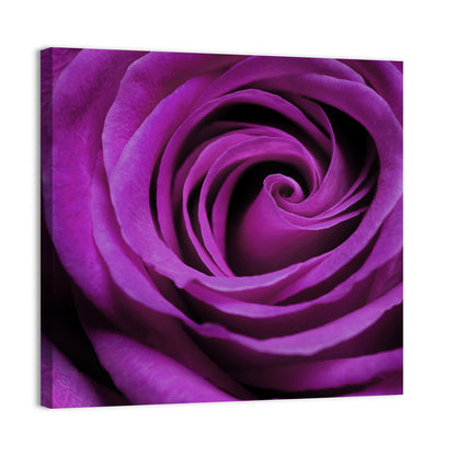 Purple Rose Close-up Wall Art