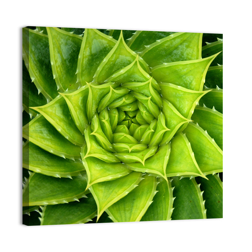 Spiral Aloe Succulent Wall Art