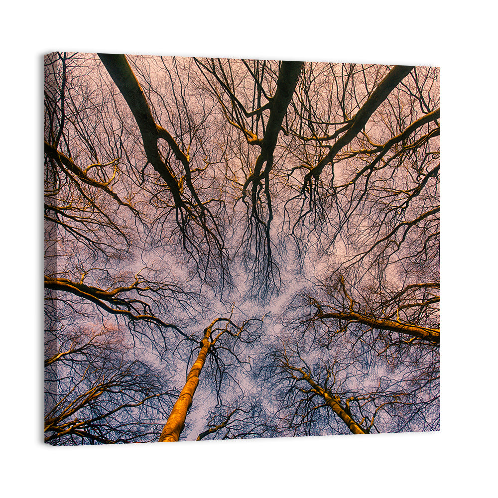 Misty Forest Canopy Wall Art