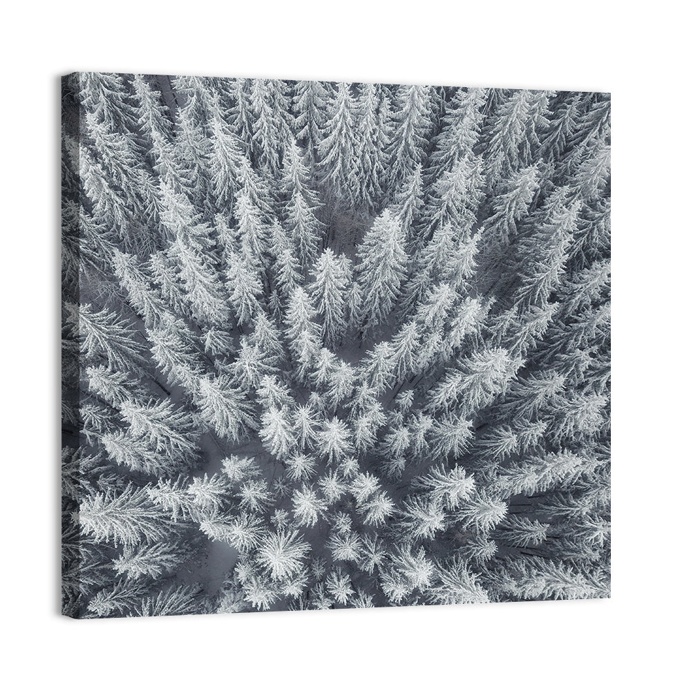 Snow Covered Pine Forest Wall Art