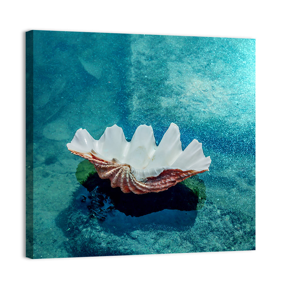 Giant Clam Shell Wall Art