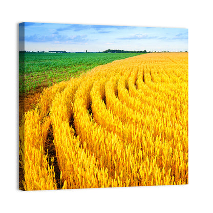 Summer Wheat Field with Curved Paths Wall Art