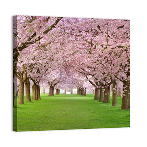 Blossoming Cherry Wall Art