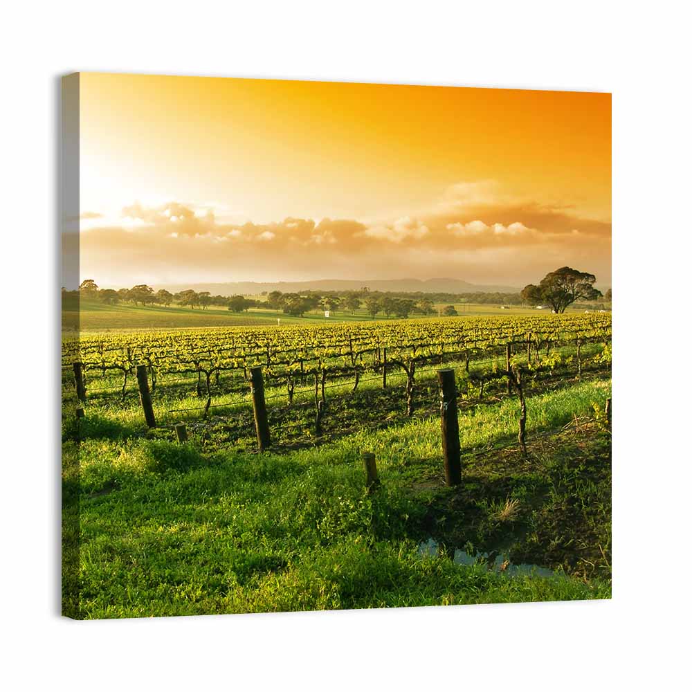 Barossa Valley Vineyard at Sunrise Wall Art