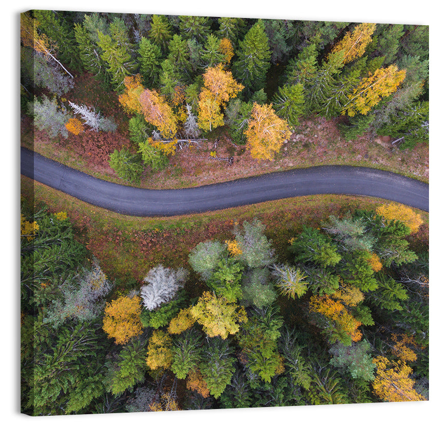 Aerial Autumn Forest Road Wall Art