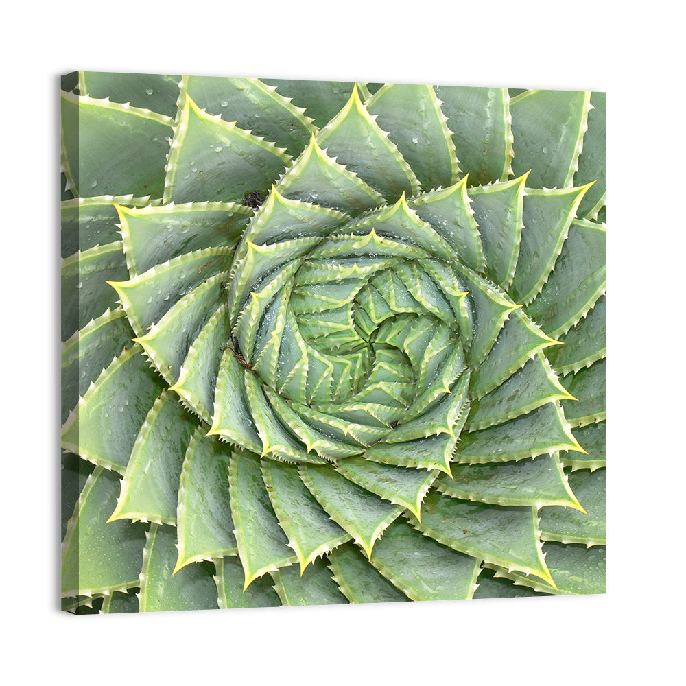 Spiral Aloe Close-up Wall Art