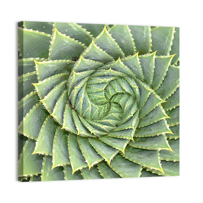 Spiral Aloe Close-up Wall Art