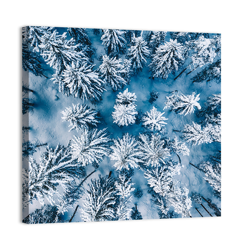 Aerial Snowy Evergreen Canopy Wall Art
