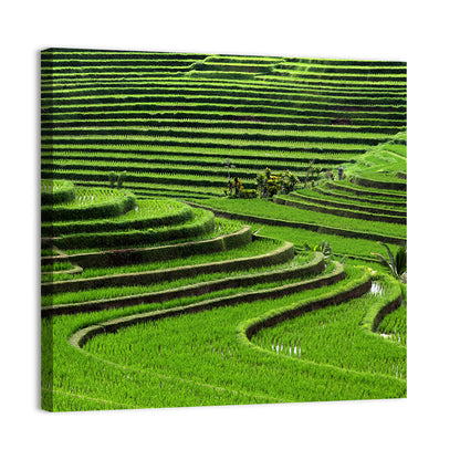 Lush Rice Terraces Wall Art
