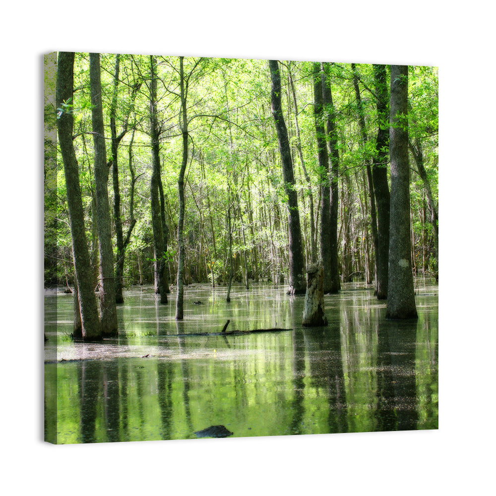 Sunlit Swamp Forest Wall Art