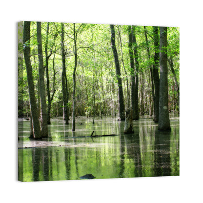 Sunlit Swamp Forest Wall Art