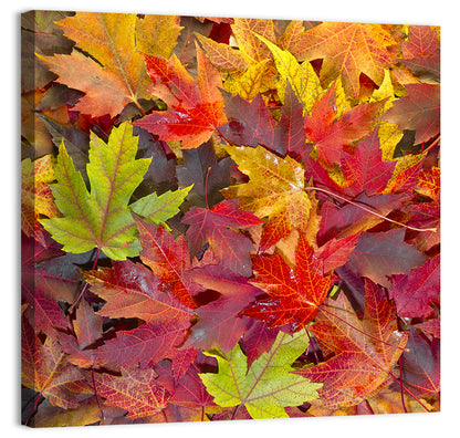 Maple Leaves Wall Art