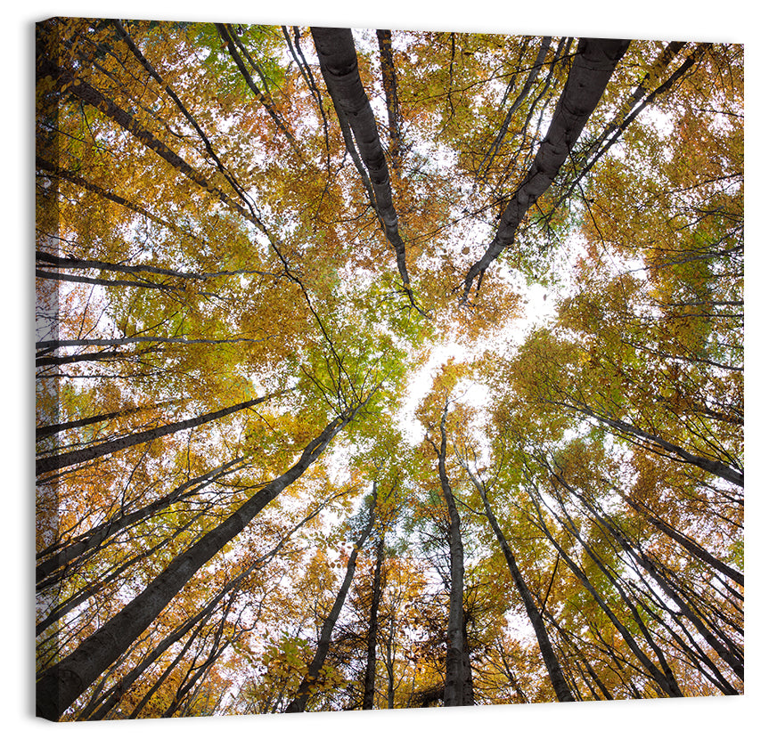 Autumn Forest Canopy Looking Up Wall Art