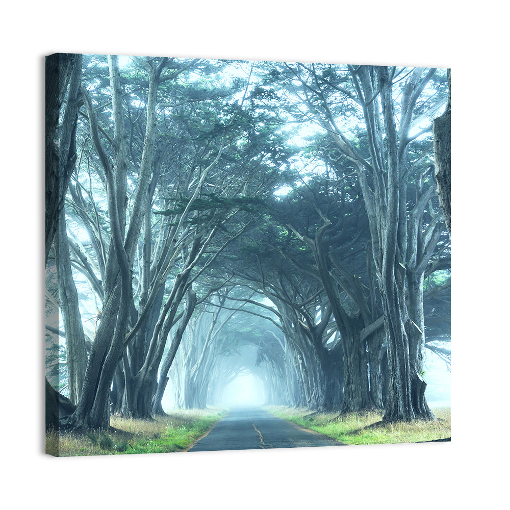 Foggy Cypress Tree Tunnel Wall Art