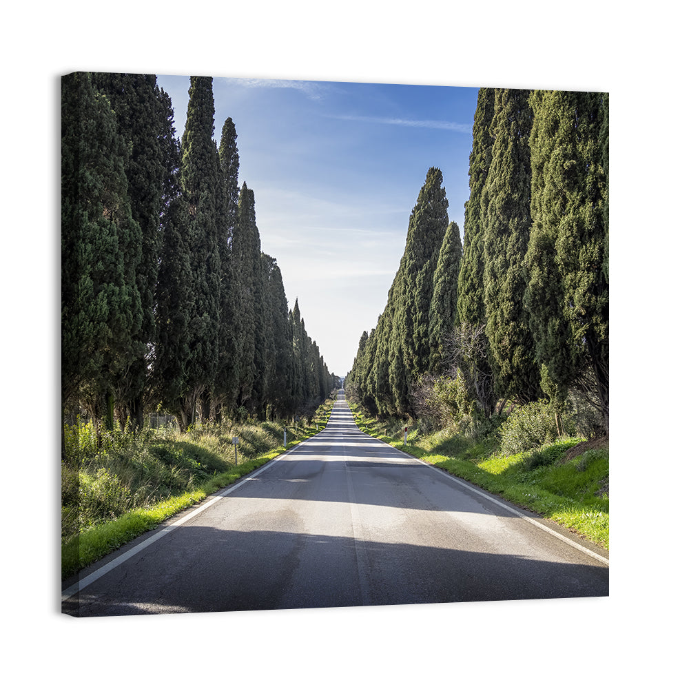 Cypress Trees Avenue Wall Art