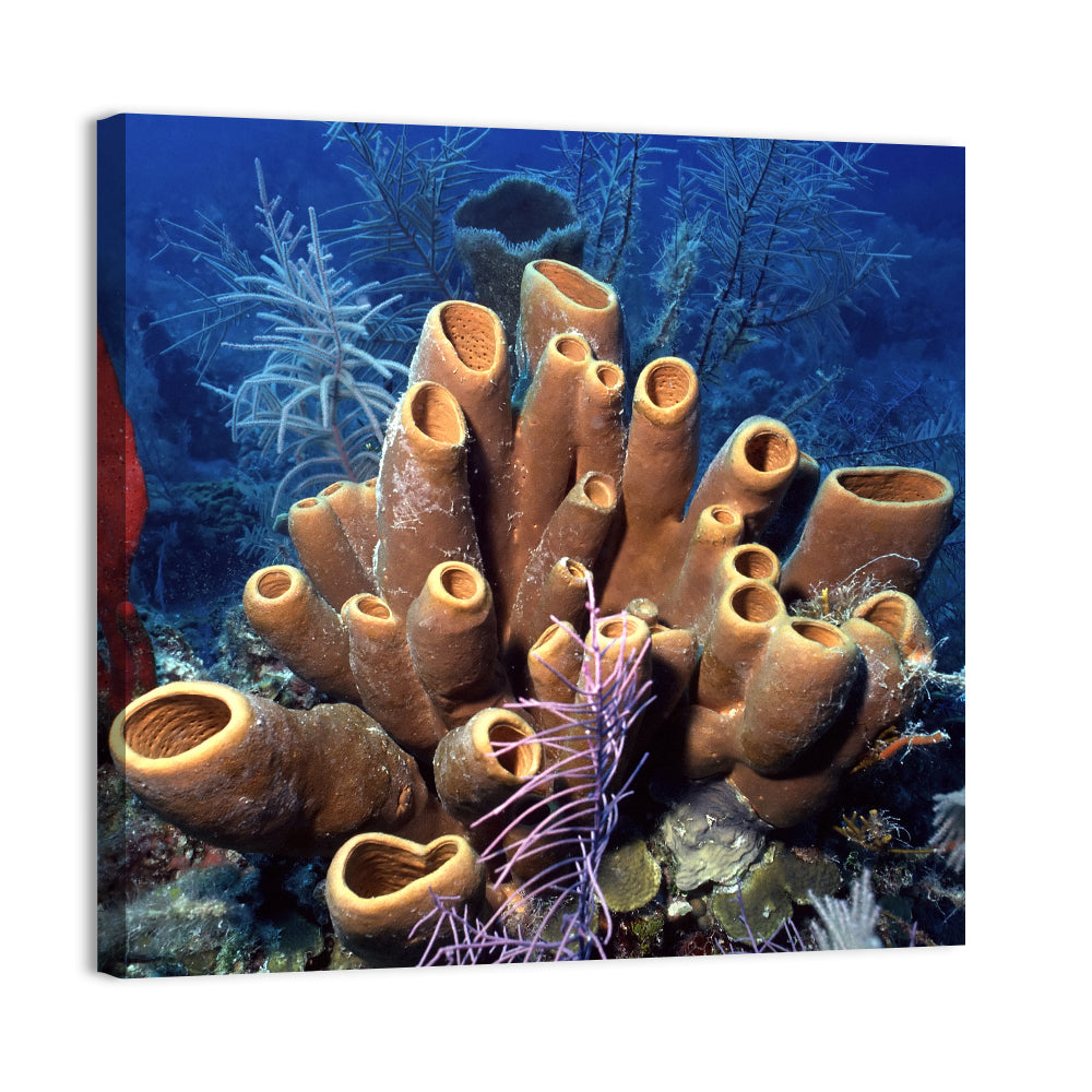 Belize Reef Sponge Scene Wall Art