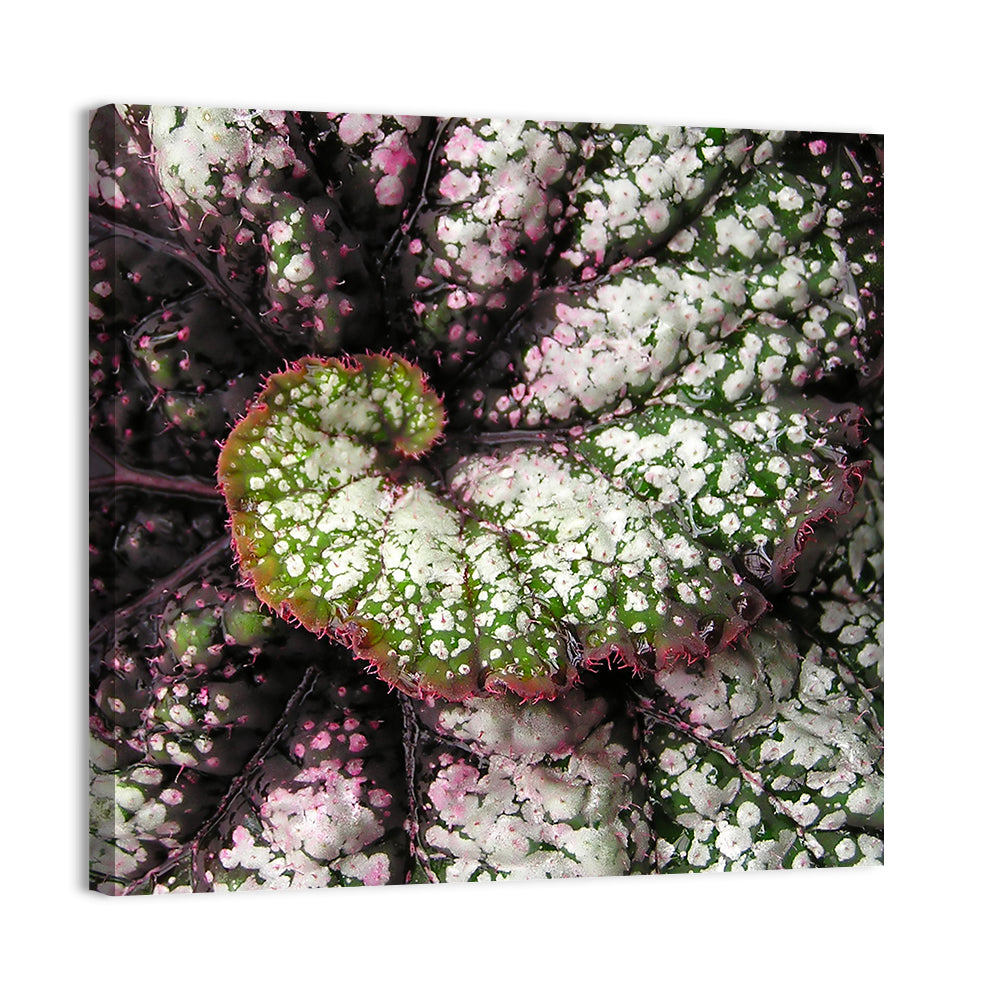 Begonia Leaf Spiral Geometry Wall Art